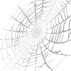 Obraz premium spiderweb isolated against transparent background