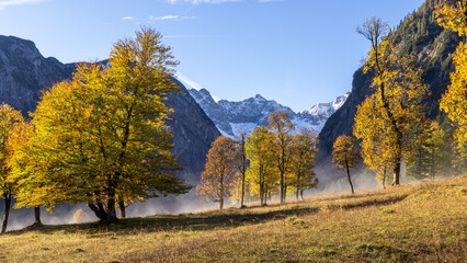 Ahornbäume im Nebel