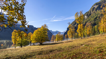 B&auml;ume auf den Bergen im Nebel