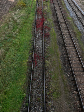 Railway Tracks with Grass and Red Plants in Autumn