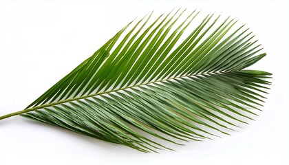 Obraz premium Single green tropical palm leaf with long slender fronds, photographed in a realistic style, isolated on a clean white background, representing nature and summer vibes