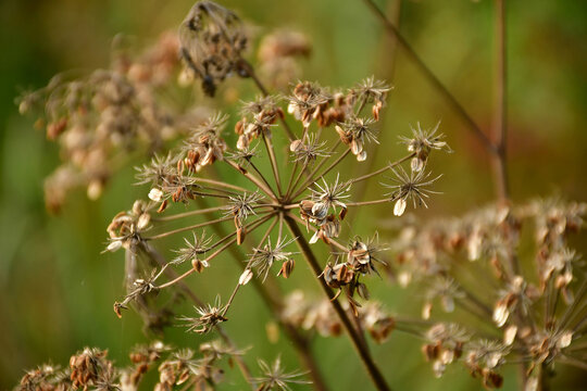Angelica sylvestris, medicinal plant with seeds