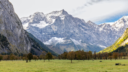 Bäume vor Schnee bedeckten Bergen