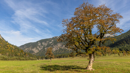 Baum vor den Bergen