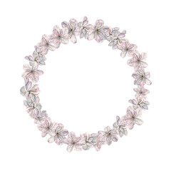 Floral wreath with delicate cherry blossoms. Hand drawn watercolor illustration of spring flowers with snow-white petals on isolated background. Round botanical frame for Easter or wedding design