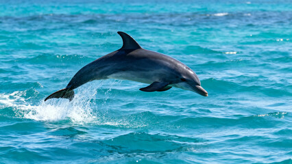 Naklejka premium Dolphin leaping out of turquoise ocean water