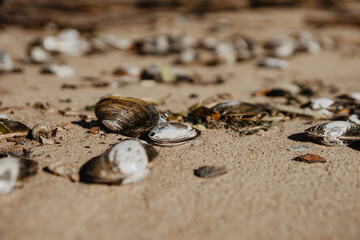 seashell on the beach
