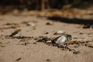 hermit crab on the beach