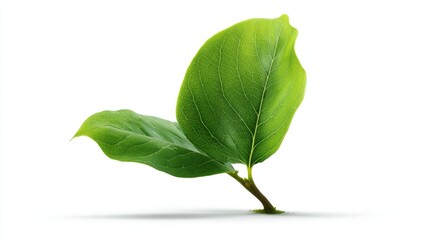 Modern vegan icon: single leaf growing from small sprout base, isolated on white