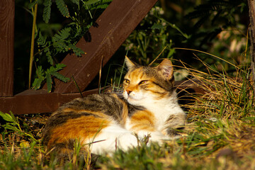 Calico Cat Sunbathing and Relaxing in Grass by a Wooden Fence