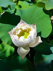 Close-up of a beautiful white lotus flower blooming in sunlight, surrounded by large green leaves. Natural floral texture and soft light create a calm and peaceful mood.