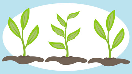 Green spring sprouts grew out of the ground