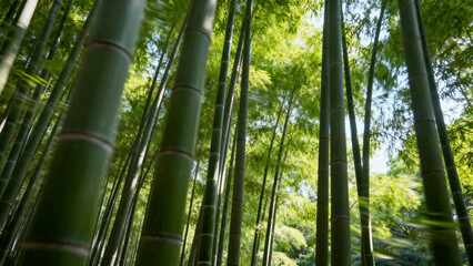 Tall bamboo stalks rising in a dense forest with sunlight filtering through green leaves
