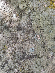 Natural texture of a stone surface covered with green moss and pale lichen. Organic pattern with earthy tones and rough surface, ideal as a natural background or texture reference.