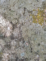 Natural texture of a stone surface covered with green moss and pale lichen. Organic pattern with earthy tones and rough surface, ideal as a natural background or texture reference.