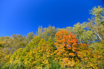 Fototapeta premium The Vibrant and Beautiful Autumn Foliage Stands Out Against a Clear and Bright Blue Sky
