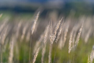Fototapeta premium A Soft Focus Capturing Tall Grass as it Nestles Amidst Natures Serenity and Peaceful Beauty