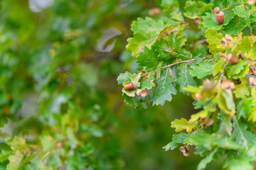 A closeup view featuring vibrant Green Oak Leaves adorned with Acorns in their natural habitat