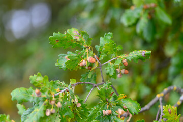 A CloseUp View of Oak Tree Foliage Featuring Acorns in a Natural Setting of Beauty