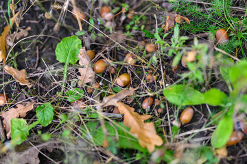 Acorns and Leaves Spread Across the Forest Floor, Displaying Natures Beauty and Diversity