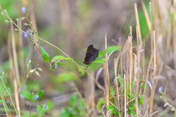 A Beautiful Graceful Butterfly is Resting on Lush Green Leaves Surrounded by Natures Beauty