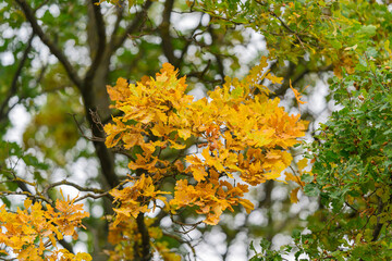 Vibrant Autumn Leaves Against a Soft and Gentle Background That is Truly Stunning and Beautiful