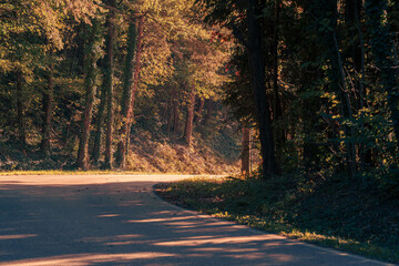 The beautiful forest landscape of Montiggl in Eppan in South Tyrol, Italy