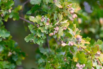 CloseUp of Beautiful Oak Leaves with Acorns Showcased in Their Natural Environment