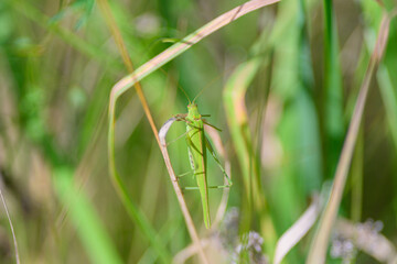 The Green Grasshopper camouflages well in its habitat, enhancing biodiversity and beauty