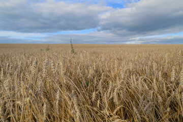 A Golden Wheat Field Beneath a Dramatic and Beautiful Sky Full of Vibrant Colors