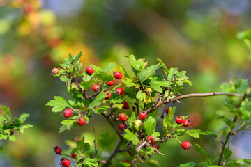 Beautiful Hawthorn Berries on Lush Green Leaves in the Natural Environment of Nature