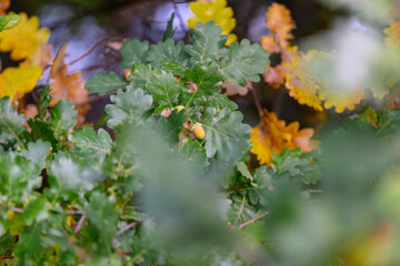 The Vibrant Leafy Foliage Showcases Stunning Autumn Hues That Captivate Natures Beauty