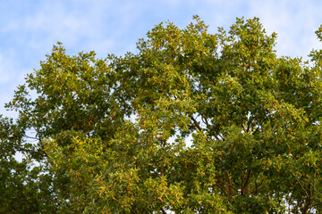 A Lush Green Treescape Majestically Set Against a Bright and Clear Blue Sky Above