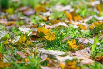 Vibrant and Colorful Autumn Leaves are scattered beautifully over a lush green Grass background