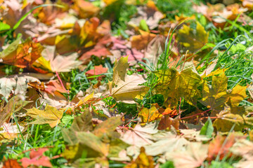 The Colorful and Vibrant Autumn Leaves Are Resting Gently on the Grass Beneath Them All