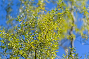 Lush green leaves beautifully contrasting against a clear azure blue sky during summer days