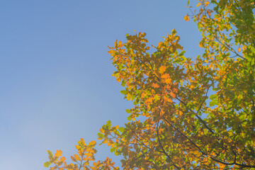 Fototapeta premium The Vibrant Colors of Autumn Leaves Contrast Beautifully with the Clear Blue Sky Above