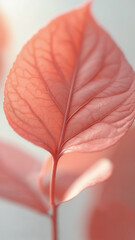 柔らかな光に透ける一枚のピンクの葉（マクロ） - 葉脈、ボタニカル、癒やし、縦長、春の成長イメージ