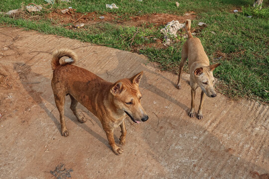 Street dogs in a village. Homeless stray dog in the fields.