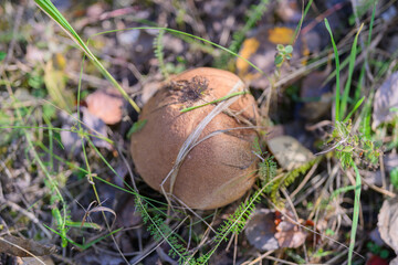 Beautiful Mushroom Discovered on the Forest Floor Surrounded by Grass and Leaves