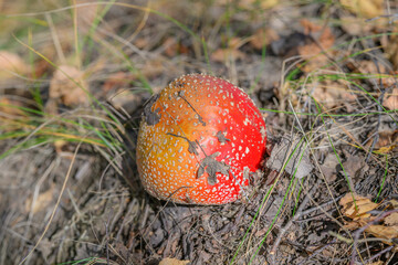 In a picturesque forest setting, a vibrant red mushroom adorned with white spots stands out