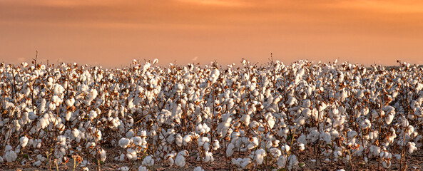 Field of blooming cotton plants illuminated by the sunset