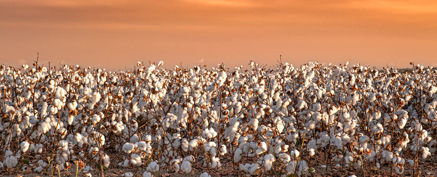 Field of blooming cotton plants illuminated by the sunset