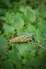 Close up of Painted Grasshopper rests on a lush green leaf. Also called aak grasshopper, Poekilocerus pictus.