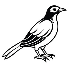 bird, silhouette, black and white, minimal, line art, vector illustration
