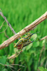 Close up of Painted Grasshopper rests on a lush green leaf. Also called aak grasshopper, Poekilocerus pictus.