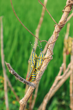 Close up of Painted Grasshopper rests on a lush green leaf. Also called aak grasshopper, Poekilocerus pictus.