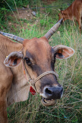 Cow grazing in a village. Indian domestic cattle breed.