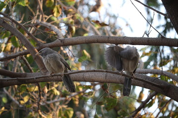 Two Jungle Babblers perched on a tree branch in warm golden sunlight