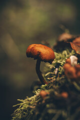 Pilze auf Moos im Wald im Herbst